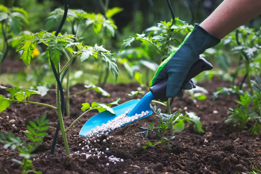 Fertilizer granules being spread from a hand trowel